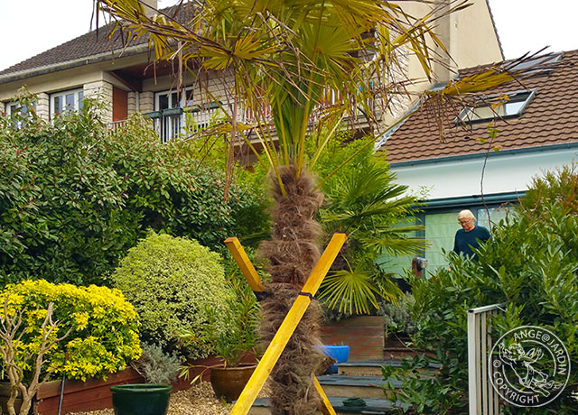 Redressage d'un palmier à Garches par Ange Jardin