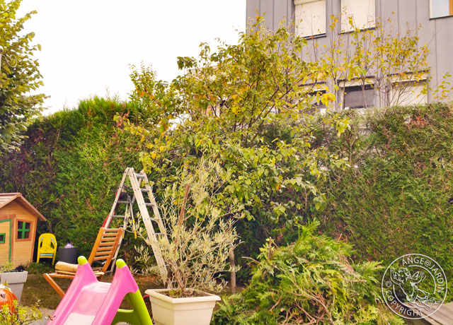 Taille élagage Ange Jardin