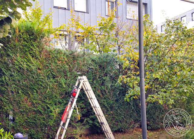 Taille élagage Ange Jardin