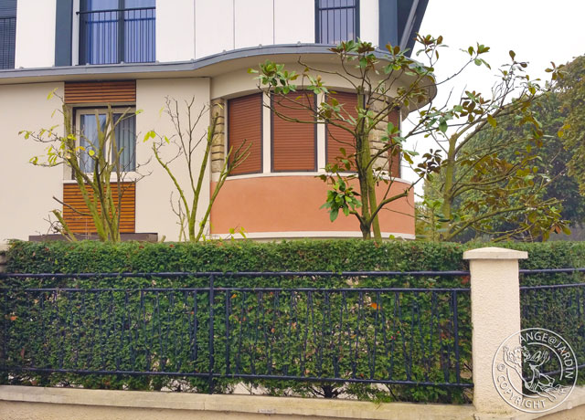 Taille élagage Ange Jardin