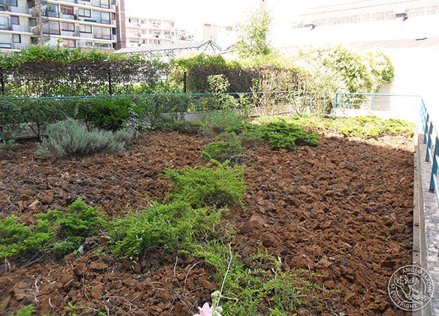 Remise en état Ange Jardin