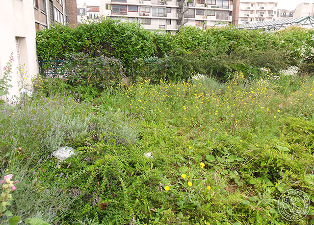 Remise en état Ange Jardin