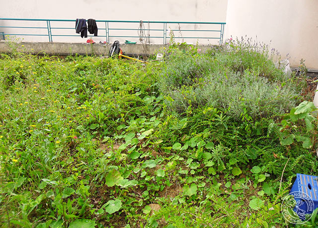 Remise en état Ange Jardin