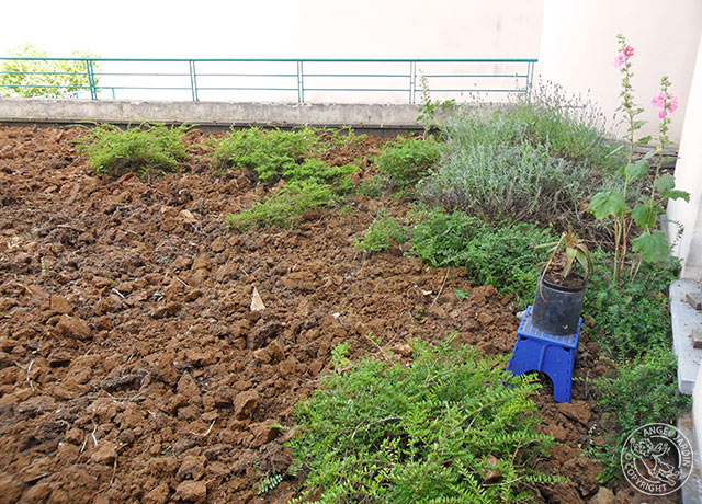 Remise en état Ange Jardin