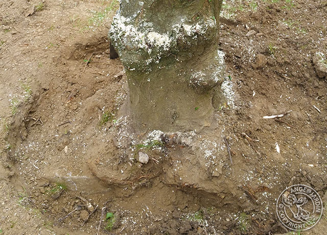 Abattage et dessouchage d'arbre dans l'Essonne Ange Jardin